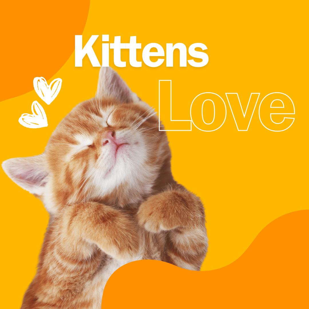 kittens