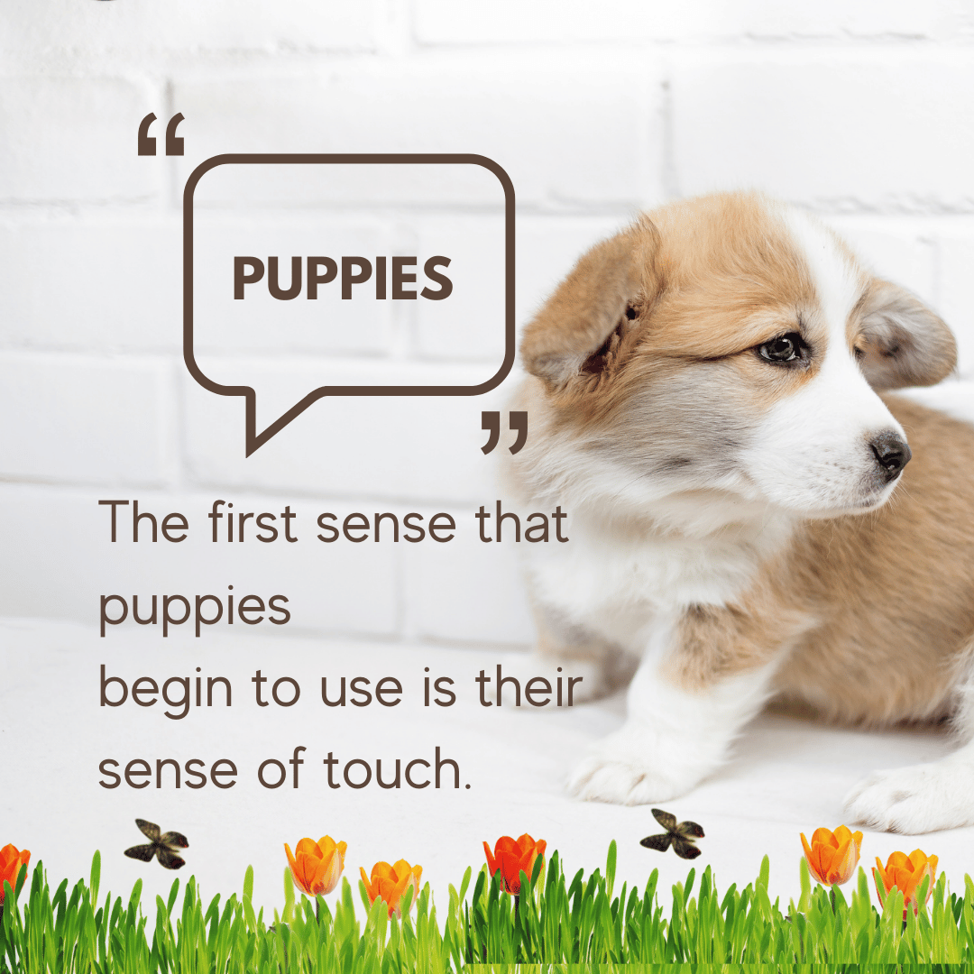 puppies